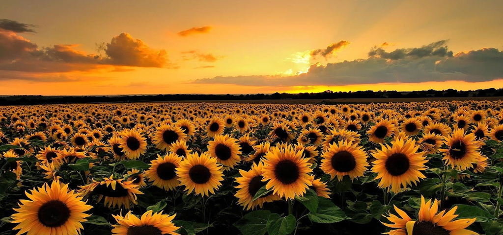 Sunflowers